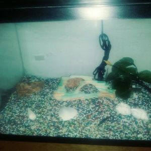 Fish tank 25 gallon must go asap